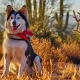 what happens if my dog bites-someone in arizona