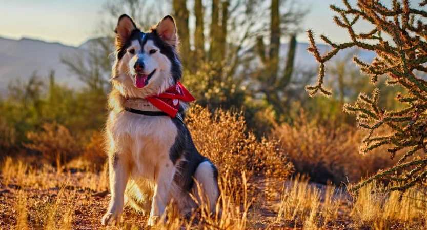 what happens if my dog bites-someone in arizona